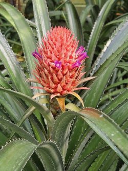 Bild oben Paar, Elternberatung